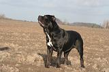 CANE CORSO 1395